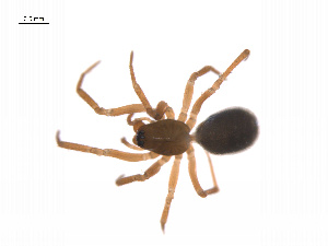  ( - BIOUG14299-C03)  @13 [ ] CreativeCommons - Attribution (2014) G. Blagoev Centre for Biodiversity Genomics