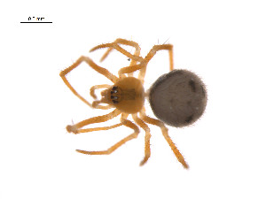  ( - BIOUG14299-C12)  @13 [ ] CreativeCommons - Attribution (2014) G. Blagoev Centre for Biodiversity Genomics