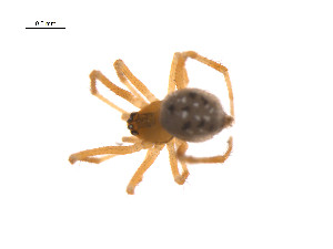  ( - BIOUG14299-D01)  @12 [ ] CreativeCommons - Attribution (2014) G. Blagoev Centre for Biodiversity Genomics