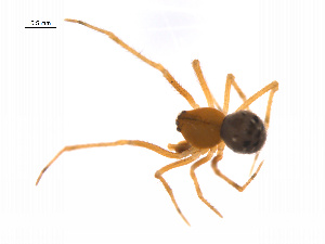  ( - BIOUG14299-D04)  @13 [ ] CreativeCommons - Attribution (2014) G. Blagoev Centre for Biodiversity Genomics