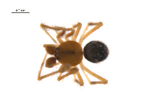 ( - BIOUG14299-D07)  @13 [ ] CreativeCommons - Attribution (2014) G. Blagoev Centre for Biodiversity Genomics