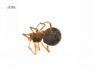  ( - BIOUG14299-E01)  @12 [ ] CreativeCommons - Attribution (2014) G. Blagoev Centre for Biodiversity Genomics