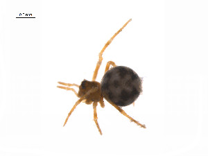  ( - BIOUG14299-E02)  @12 [ ] CreativeCommons - Attribution (2014) G. Blagoev Centre for Biodiversity Genomics