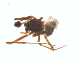  (Bathyphantes waneta - BIOUG25736-B03)  @15 [ ] CreativeCommons - Attribution (2015) G. Blagoev Centre for Biodiversity Genomics