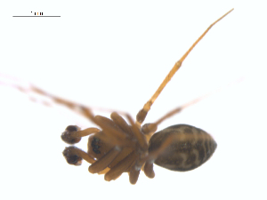  (Lepthyphantes rainieri - BIOUG25736-H03)  @13 [ ] CreativeCommons - Attribution (2015) G. Blagoev Centre for Biodiversity Genomics