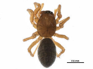  ( - BIOUG32666-E11)  @11 [ ] CreativeCommons - Attribution (2017) CBG Photography Group Centre for Biodiversity Genomics