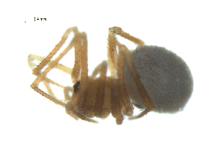  ( - BIOUG07164-B03)  @12 [ ] CreativeCommons - Attribution (2013) G. Blagoev Centre for Biodiversity Genomics