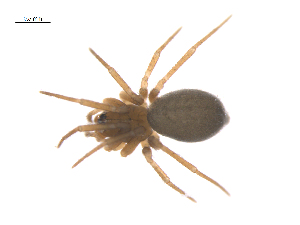  ( - CCDB-28546-C04)  @11 [ ] CreativeCommons - Attribution (2015) G. Blagoev Centre for Biodiversity Genomics