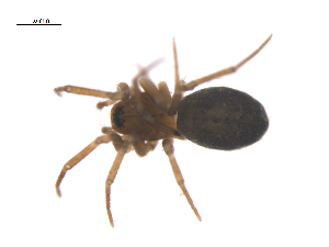  ( - CCDB-28546-C05)  @11 [ ] CreativeCommons - Attribution (2015) G. Blagoev Centre for Biodiversity Genomics