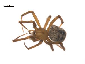  ( - CCDB-28546-H11)  @11 [ ] CreativeCommons - Attribution (2015) G. Blagoev Centre for Biodiversity Genomics