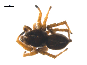  ( - CCDB-28548-E11)  @11 [ ] CreativeCommons - Attribution (2015) G. Blagoev Centre for Biodiversity Genomics