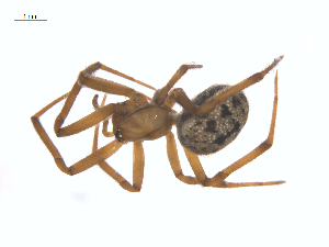  ( - CCDB-28549-C07)  @11 [ ] CreativeCommons - Attribution (2015) G. Blagoev Centre for Biodiversity Genomics