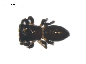  (Chalcoscirtus carbonarius - CCDB-28550-A04)  @14 [ ] CreativeCommons - Attribution (2015) G. Blagoev Centre for Biodiversity Genomics