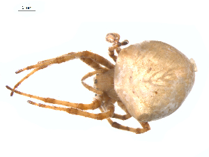  (Araneus gemma - CCDB-28550-H03)  @11 [ ] CreativeCommons - Attribution (2015) G. Blagoev Centre for Biodiversity Genomics