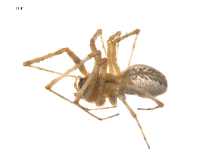  ( - CCDB-28552-F08)  @11 [ ] CreativeCommons - Attribution (2015) G. Blagoev Centre for Biodiversity Genomics