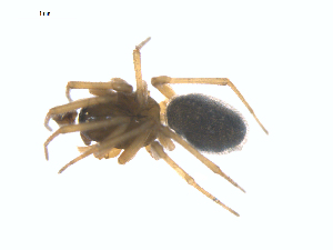  ( - CCDB-28948-D08)  @14 [ ] CreativeCommons - Attribution (2015) G. Blagoev Centre for Biodiversity Genomics