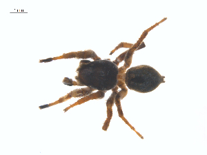  ( - CCDB-29005-A04)  @11 [ ] CreativeCommons - Attribution (2015) G. Blagoev Centre for Biodiversity Genomics