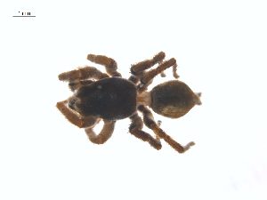  ( - CCDB-29005-A05)  @11 [ ] CreativeCommons - Attribution (2015) G. Blagoev Centre for Biodiversity Genomics