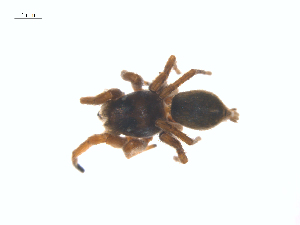  ( - CCDB-29005-A06)  @11 [ ] CreativeCommons - Attribution (2015) G. Blagoev Centre for Biodiversity Genomics