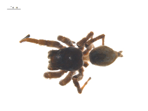  ( - CCDB-29005-A07)  @11 [ ] CreativeCommons - Attribution (2015) G. Blagoev Centre for Biodiversity Genomics