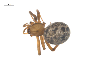  ( - CCDB-29005-A12)  @11 [ ] CreativeCommons - Attribution (2015) G. Blagoev Centre for Biodiversity Genomics