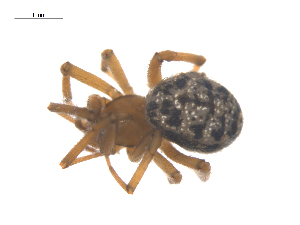  ( - CCDB-29005-B04)  @11 [ ] CreativeCommons - Attribution (2015) G. Blagoev Centre for Biodiversity Genomics