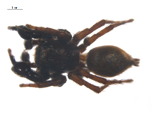  ( - CCDB-29005-E08)  @11 [ ] CreativeCommons - Attribution (2015) G. Blagoev Centre for Biodiversity Genomics
