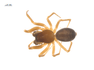  ( - CCDB-29006-C09)  @11 [ ] CreativeCommons - Attribution (2015) G. Blagoev Centre for Biodiversity Genomics