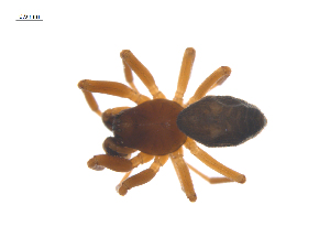  ( - CCDB-29006-C10)  @11 [ ] CreativeCommons - Attribution (2015) G. Blagoev Centre for Biodiversity Genomics