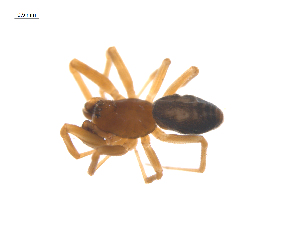  ( - CCDB-29006-C11)  @11 [ ] CreativeCommons - Attribution (2015) G. Blagoev Centre for Biodiversity Genomics