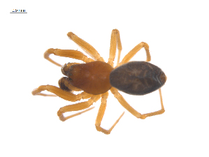  ( - CCDB-29006-C12)  @11 [ ] CreativeCommons - Attribution (2015) G. Blagoev Centre for Biodiversity Genomics