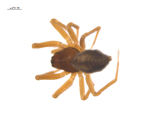  ( - CCDB-29006-D02)  @11 [ ] CreativeCommons - Attribution (2015) G. Blagoev Centre for Biodiversity Genomics