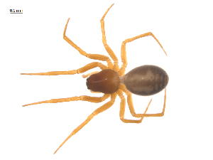  ( - CCDB-29006-D03)  @11 [ ] CreativeCommons - Attribution (2015) G. Blagoev Centre for Biodiversity Genomics