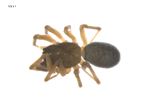  ( - CCDB-29006-G01)  @11 [ ] CreativeCommons - Attribution (2015) G. Blagoev Centre for Biodiversity Genomics