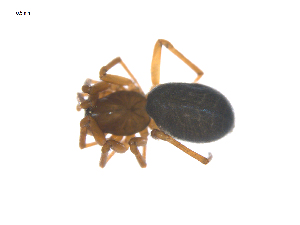  ( - CCDB-29006-G02)  @11 [ ] CreativeCommons - Attribution (2015) G. Blagoev Centre for Biodiversity Genomics