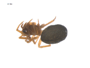  ( - CCDB-29006-G08)  @11 [ ] CreativeCommons - Attribution (2015) G. Blagoev Centre for Biodiversity Genomics