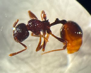  (Pheidole ADG9557 - AW_PN_133)  @11 [ ] CC-BY-NC-ND (2025) Annemarie Wurz University of Marburg