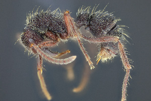  (Holcoponera striatula - C3PO_ANT_1412)  @11 [ ] CC-BY-NC-ND (2024) Adrian Troya Escuela Politecnica Nacional