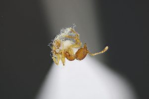  ( - C3PO_ANT_132)  @11 [ ] CC-BY-NC-ND (2024) Adrian Troya Escuela Politecnica Nacional