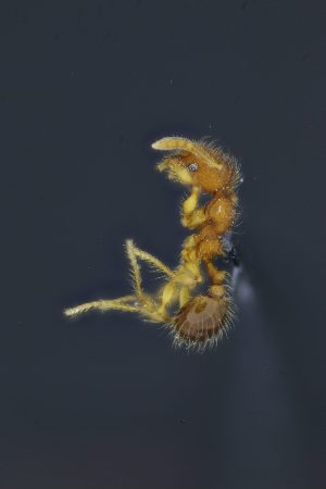  (Pheidole ADH3102 - C3PO_ANT_578)  @11 [ ] CC-BY-NC-ND (2024) Adrian Troya Escuela Politécnica Nacional