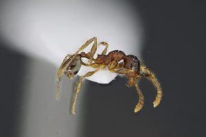  ( - C3PO_ANT_042)  @11 [ ] CC-BY-NC-ND (2024) Adrian Troya Escuela Politecnica Nacional