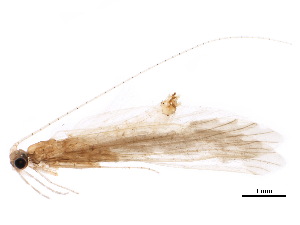  (Brachysetodes - BIOUG36528-E01)  @11 [ ] CreativeCommons - Attribution (2018) CBG Photography Group Centre for Biodiversity Genomics