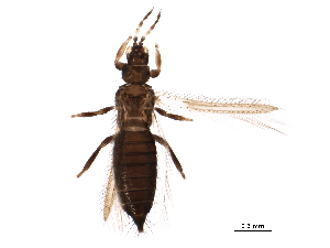  (Frankliniella australis - BIOUG36529-F03)  @11 [ ] CreativeCommons - Attribution (2018) CBG Photography Group Centre for Biodiversity Genomics