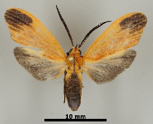  ( - DR14_0037)  @11 [ ] CreativeCommons - Attribution Non-Commercial Share-Alike (2018) Dominik Rabl University of Vienna, Dept of Botany and Biodiversity Research