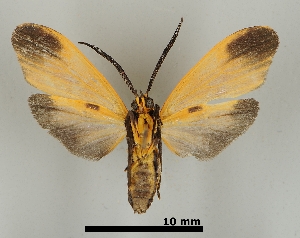  ( - DR14_0037)  @11 [ ] CreativeCommons - Attribution Non-Commercial Share-Alike (2018) Dominik Rabl University of Vienna, Dept of Botany and Biodiversity Research