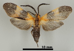  ( - DR14_0041)  @11 [ ] CreativeCommons - Attribution Non-Commercial Share-Alike (2017) Dominik Rabl University of Vienna, Dept of Botany and Biodiversity Research