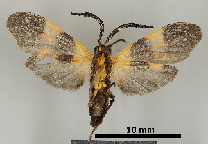  ( - DR14_0041)  @11 [ ] CreativeCommons - Attribution Non-Commercial Share-Alike (2017) Dominik Rabl University of Vienna, Dept of Botany and Biodiversity Research
