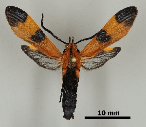  ( - DR14_0103)  @11 [ ] CreativeCommons - Attribution Non-Commercial Share-Alike (2018) Dominik Rabl University of Vienna, Dept of Botany and Biodiversity Research
