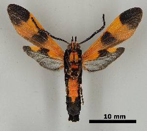  ( - DR14_0103)  @11 [ ] CreativeCommons - Attribution Non-Commercial Share-Alike (2018) Dominik Rabl University of Vienna, Dept of Botany and Biodiversity Research