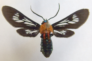  (Phoenicoprocta 17-1700_3 - MBe0062)  @11 [ ] Copyright (2018) Unspecified Forest Zoology and Entomology (FZE) University of Freiburg